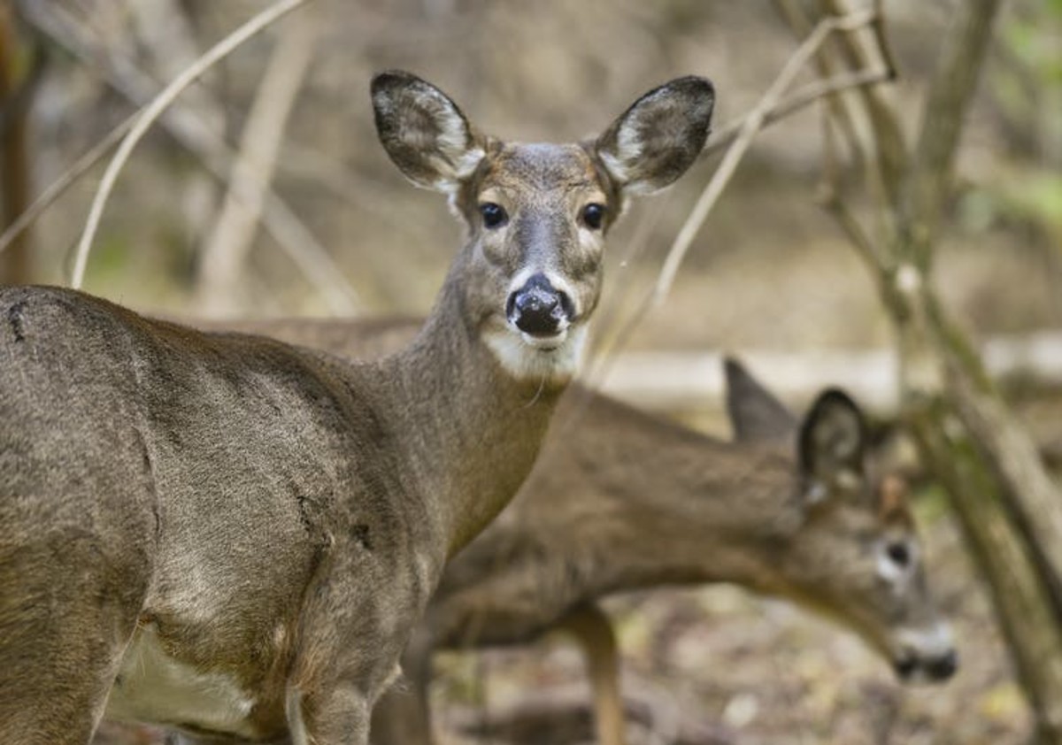 White-tailed deer have recently been identified as a significant reservoir for SARS-CoV-2, the virus that causes COVID-19. Media News Group/Reading Eagle via Getty Images