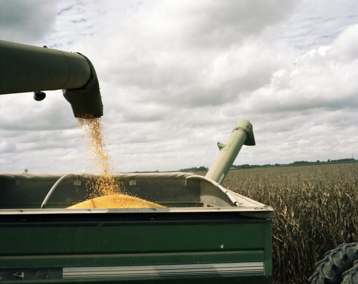 About 40% of corn produced in the U.S. is used to make ethanol. Shuli Hallak/Getty Images