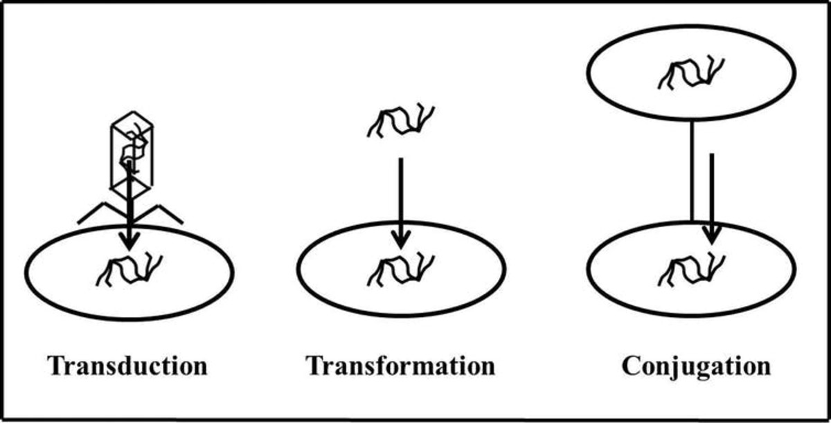 Bacteria can gain resistance via infection from a virus (transduction), picking it up from the environment (transformation) or direct transfer from other bacteria (conjugation). 2013MMG320B/Wikimedia Commons
