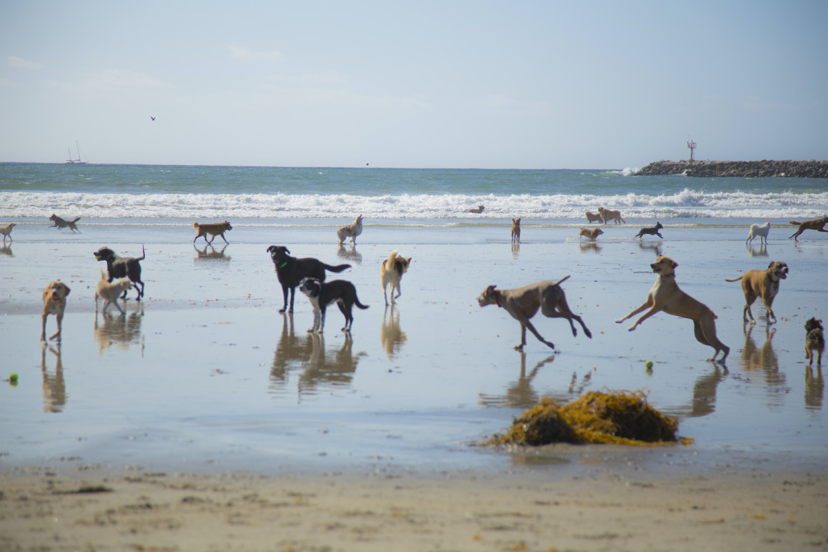 9 san diego dog beach sh