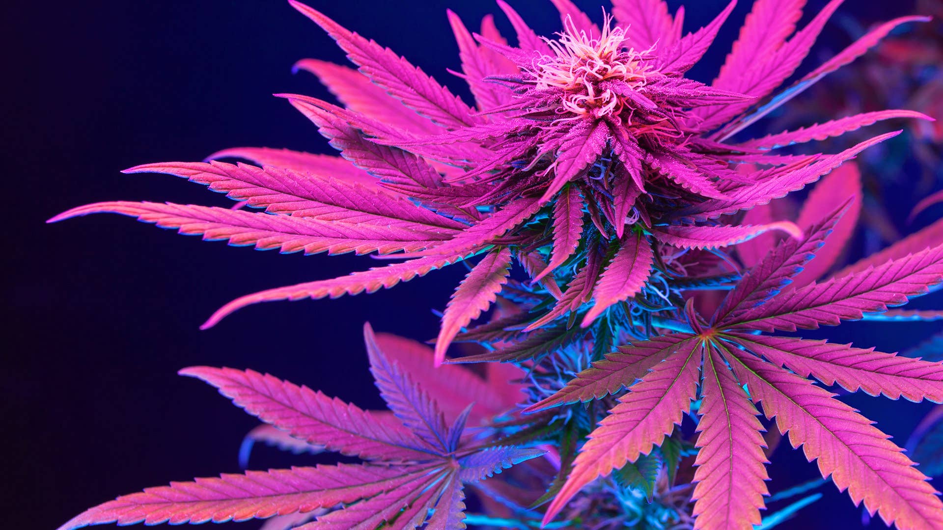 Cannabis News: Falling Prices in Oregon Doesn't Spur Sales Bump - Vimarsana News