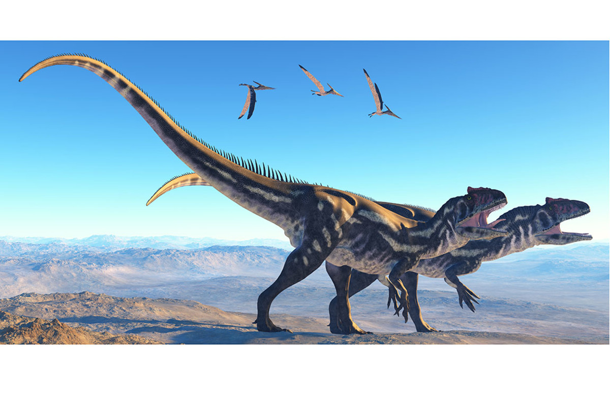Allosaurus sh