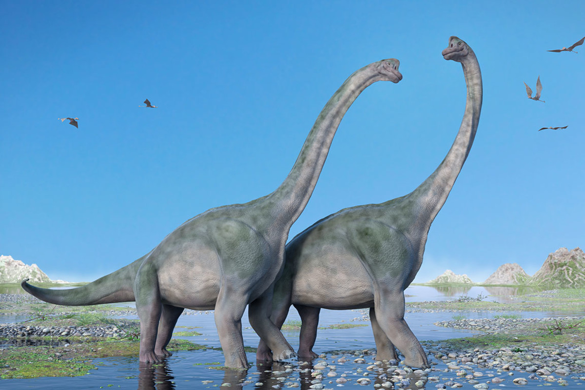 Brachiosaurus sh