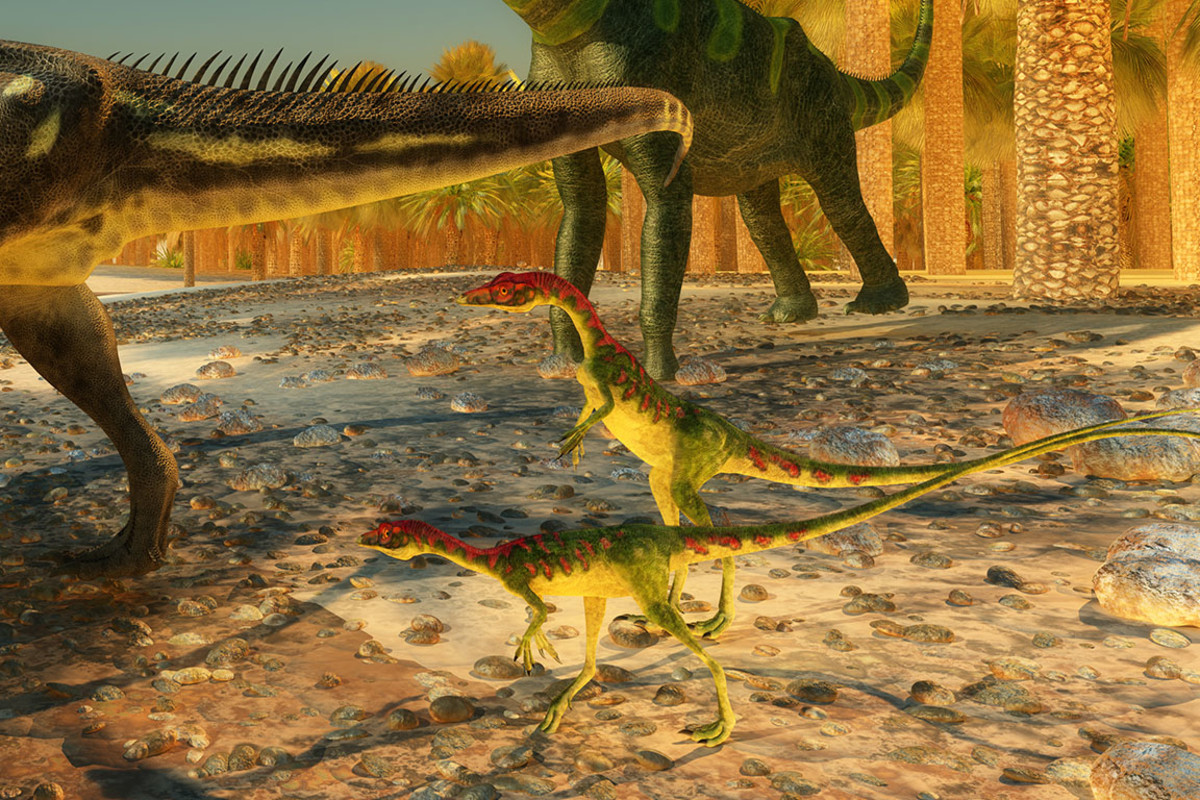 Compsognathus sh