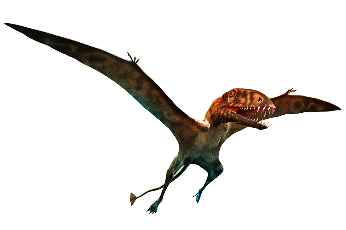 Dimorphodon sh