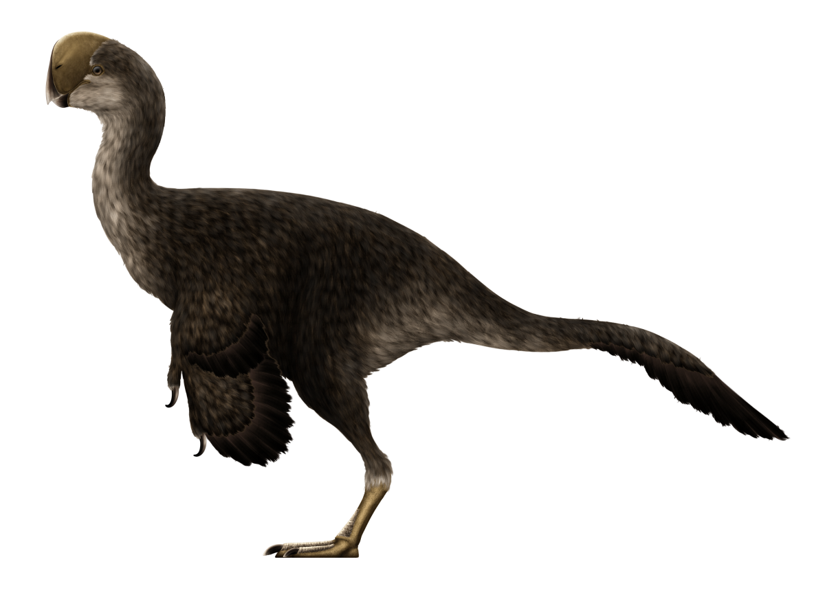 Oviraptor PaleoNeolitic: wikipedia