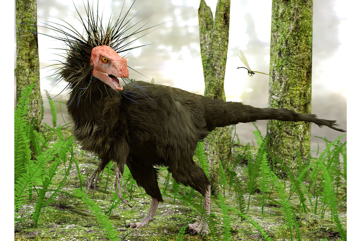 Ornitholestes sh