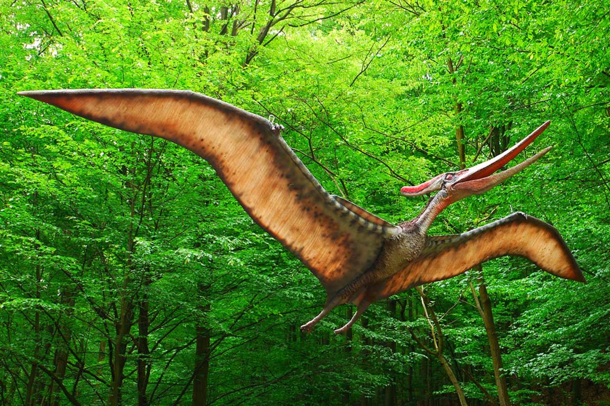 Pteranodon DinoTeam:Wikipedia