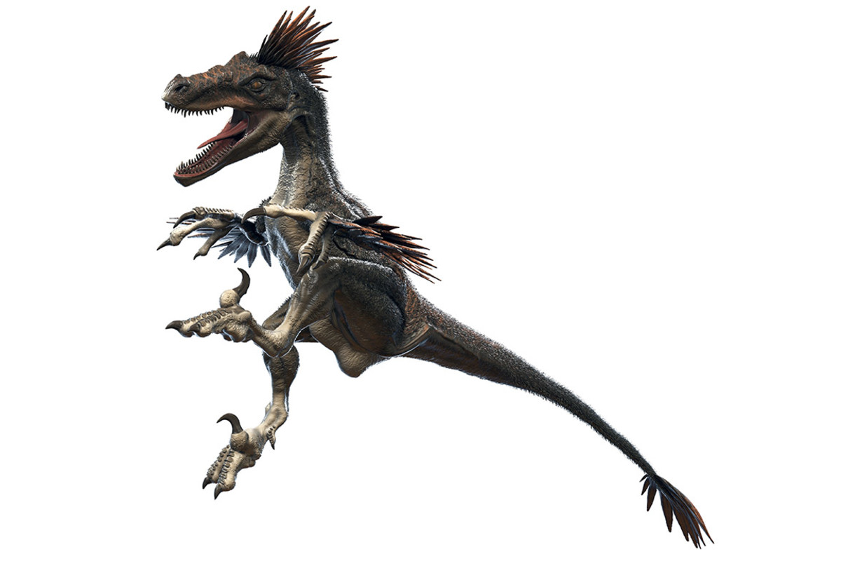 velociraptor2 sh