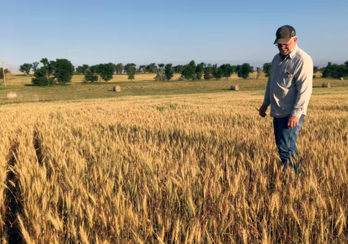 During the 2017 flash drought, a North Dakota farmer stands in a wheat field that should have been twice as high at that point. AP Photo/Blake Nicholson