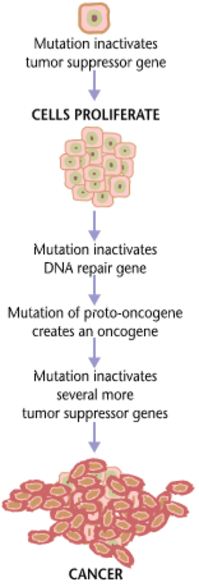 One cancer-driving mutation can lead to a cascade of other mutations that lead to uncontrollable cell division. National Cancer Institute/Wikimedia Commons