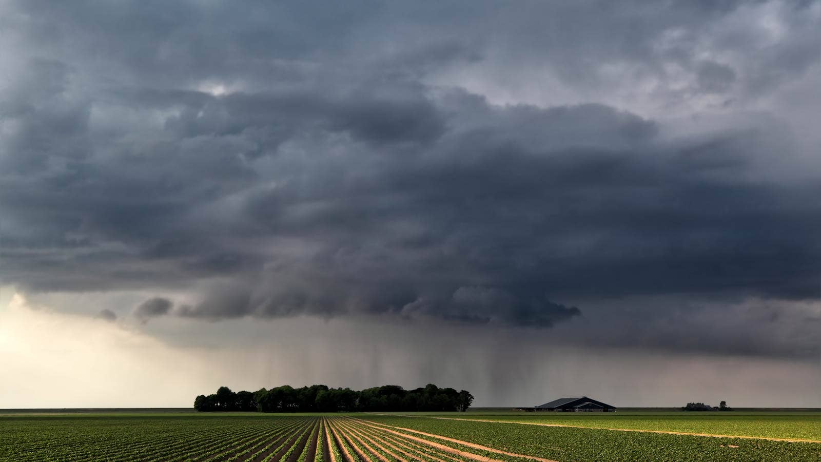 Grain Markets: Farmers Eye Weather, War as Growing Season Starts - Vimarsana News