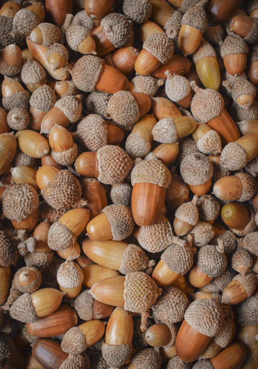 CEO of Acorns Investing App Says Crypto Is Coming - TheStreet Crypto:  Bitcoin and cryptocurrency news, advice, analysis and more