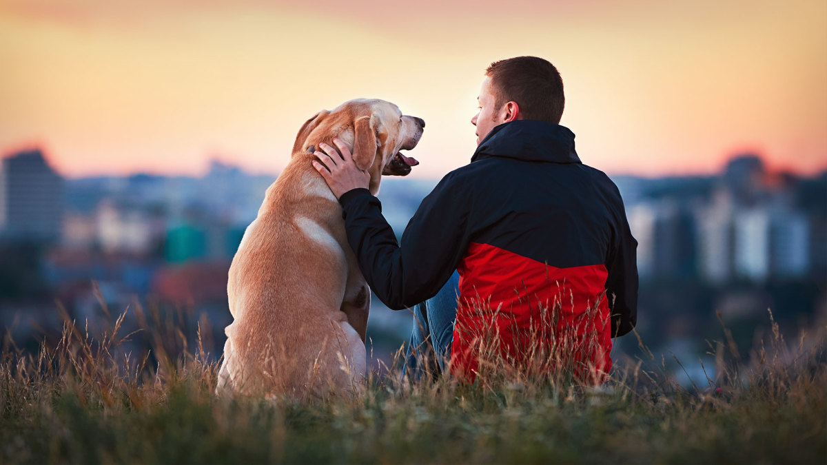 You Could Eat This Dog Food (in Theory)