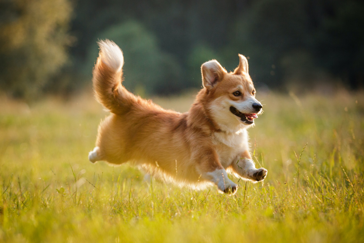 Most Popular Dog Breeds — America's Favorite Dog Breeds