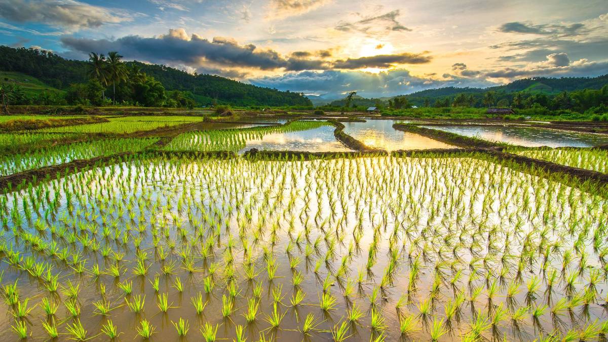 Move Over, Eggs: This Food Staple Faces the Biggest Shortage in 20 ...