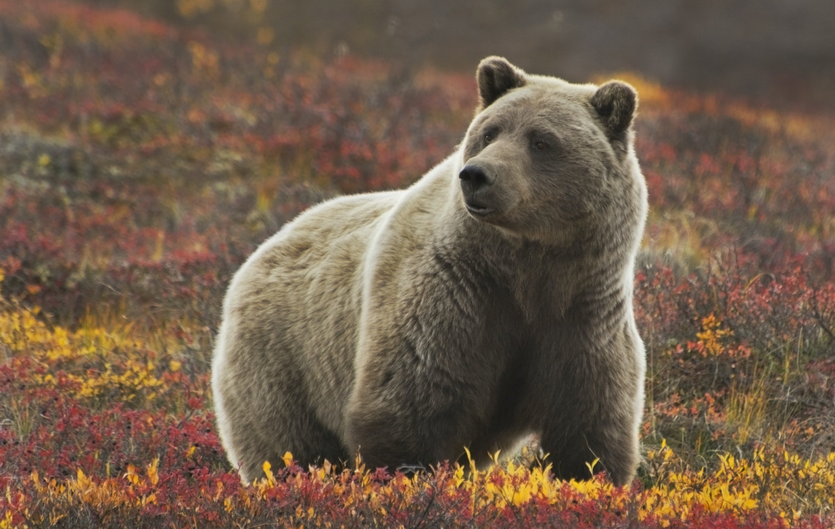 7b denali np alaska grizzly bear sh