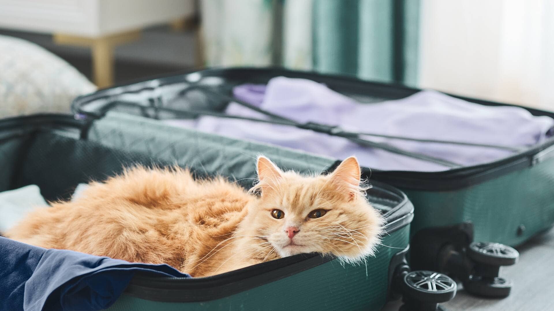 Does Anyone Travel With Their Cat: Ultimate Guide for Pet Adventures
