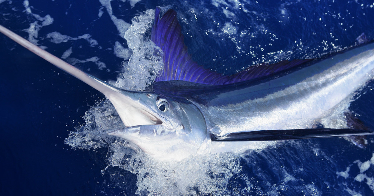 Colossal Fish Battle Ends With Crew Hooked Out of $3.5 Million - TheStreet