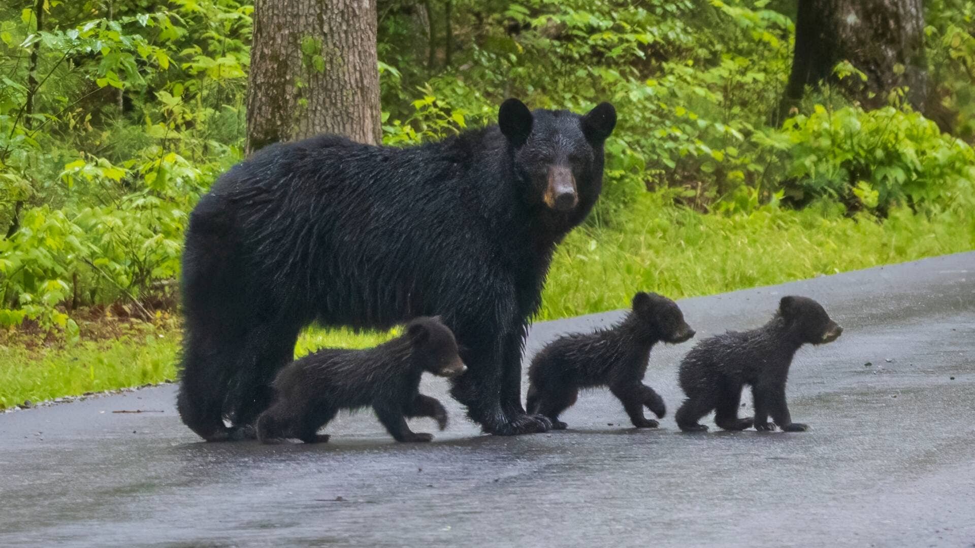 Another dangerous national park activity proliferates during shutdown