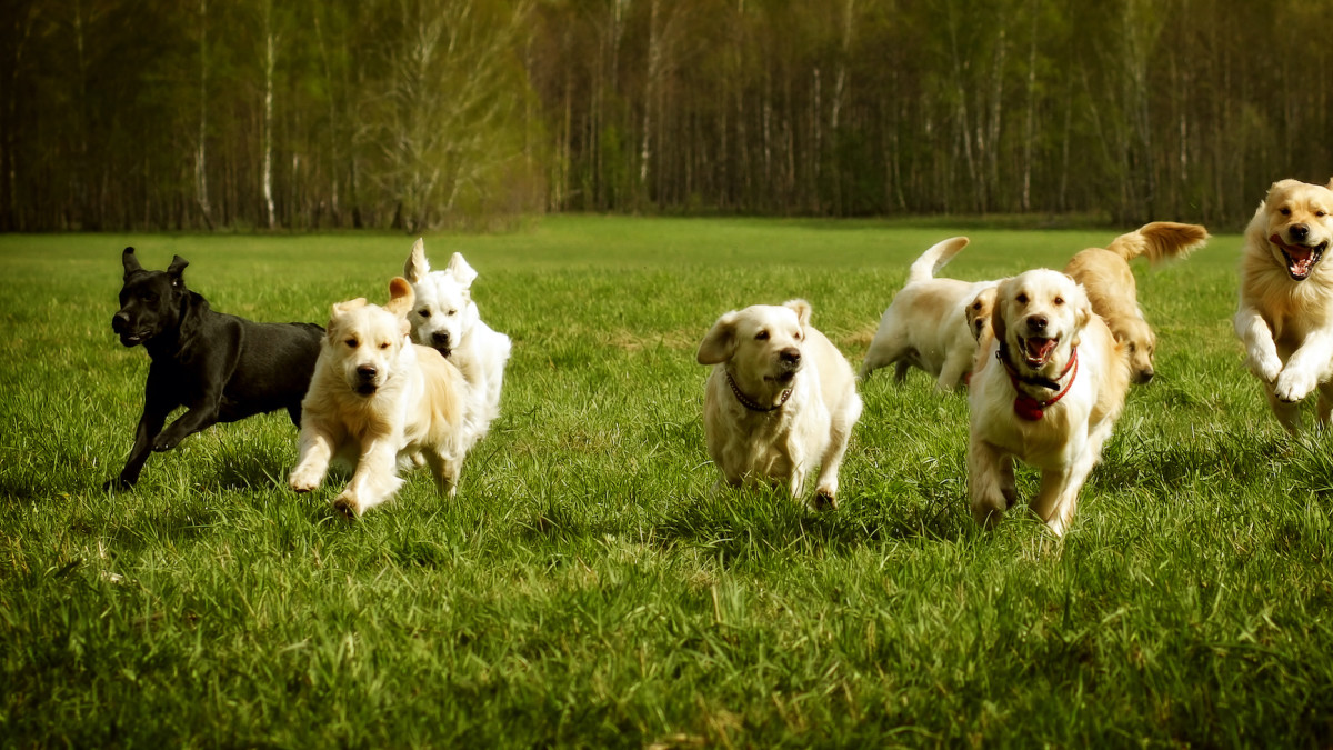 The 30 Most Popular Dog Breeds in America - TheStreet