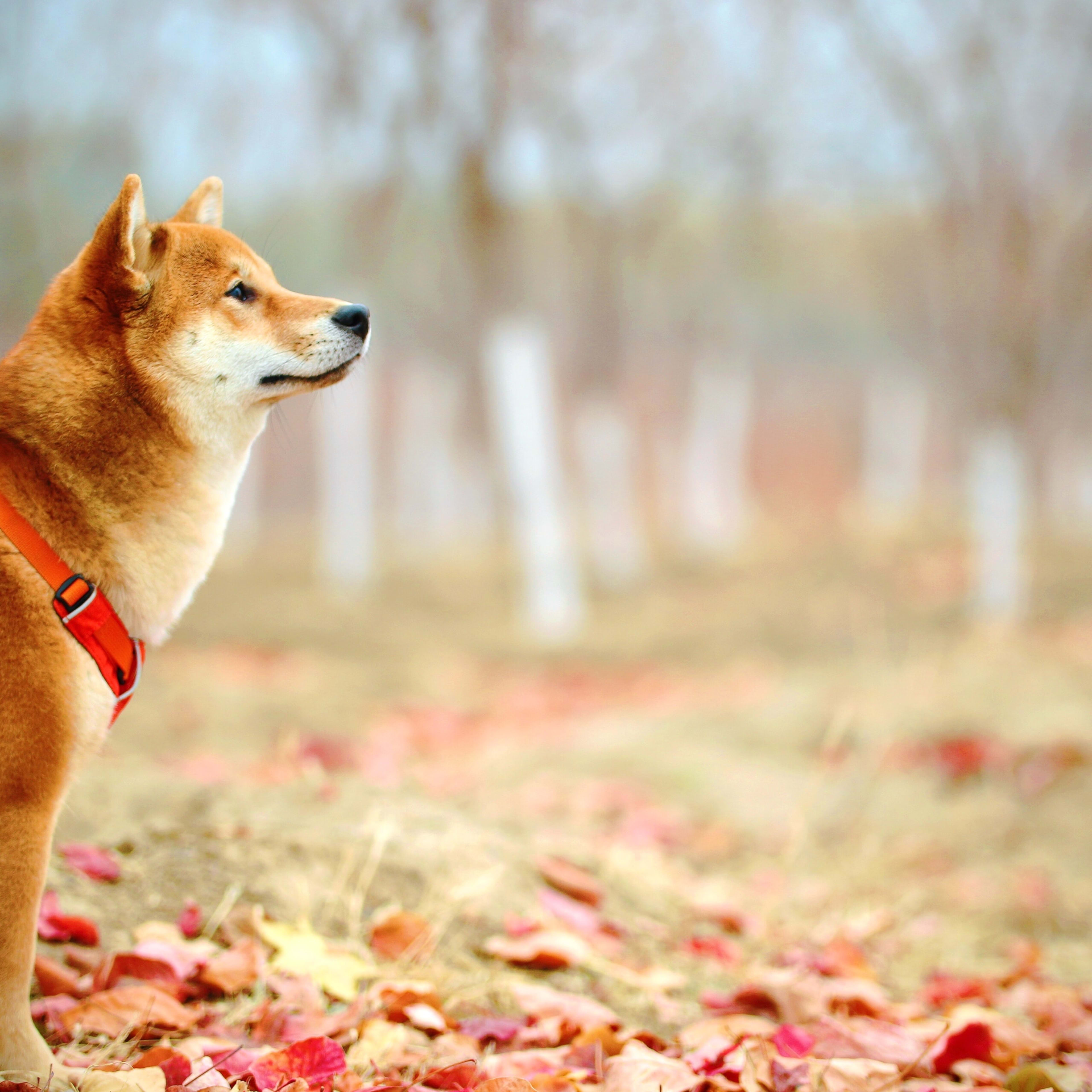 80 investors backed a Dogecoin treasury firm — its stock just crashed 50% -  TheStreet Crypto: Bitcoin and cryptocurrency news, advice, analysis and more
