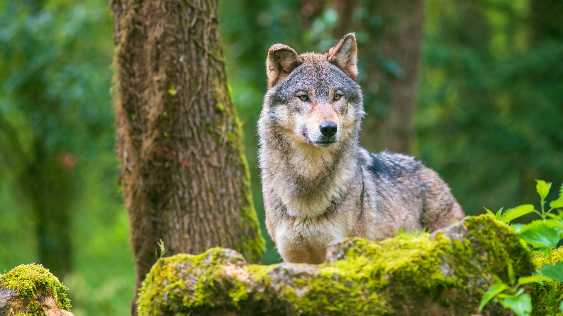 Dangerous predator thought to be extinct spotted at national park -  TheStreet